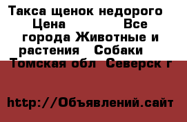 Такса щенок недорого › Цена ­ 15 000 - Все города Животные и растения » Собаки   . Томская обл.,Северск г.